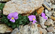Il MONTE GLENO (2882 m) risalito dalla sua valle il 6 agosto 2015  - FOTOGALLERY